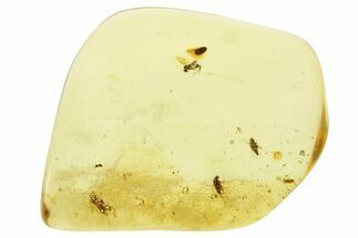 Polished Colombian Copal ( g) - Contains Flies & Beetle! #281411