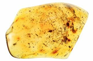 Polished Colombian Copal ( g) - Contains Insects! #281462