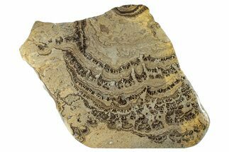 Devonian Stromatolite Slab - Orkney, Scotland #281618