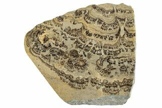 Devonian Stromatolite Slab - Orkney, Scotland #281620