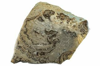Devonian Stromatolite Slab - Orkney, Scotland #281621