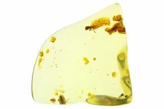 Polished Colombian Copal ( g) - Contains Beetle! #281770