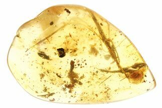 Polished Colombian Copal ( g) - Contains Insects & Plants! #281844