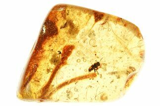 Polished Colombian Copal ( g) - Contains Flies, Ant, and Wasps #281851