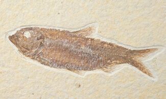 Dark Colored Knightia Fossil Fish - Wyoming #15949