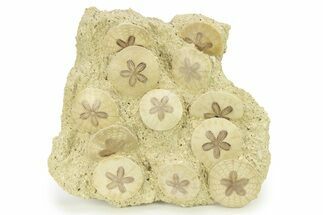 Fossil Sand Dollar (Scutella) Cluster #281931