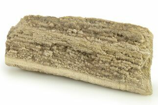 Cretaceous Petrified Wood Covered In Druzy Quartz - Texas #281741