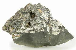 Ammonite (Promicroceras) Cluster - Marston Magna, England #281987