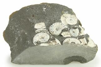 Ammonite (Promicroceras) Cluster - Marston Magna, England #281998