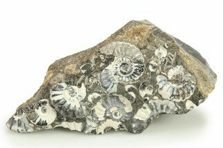 Ammonite (Promicroceras) Cluster - Marston Magna, England #282013