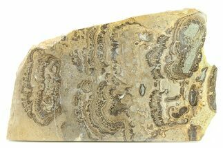 Devonian Stromatolite Slab - Orkney, Scotland #282160