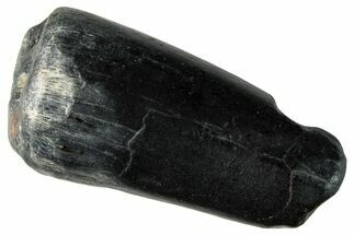 Dinosaur-Eating Crocodile (Sarcosuchus) Tooth - Niger #282091