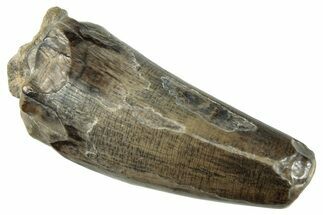 Dinosaur-Eating Crocodile (Sarcosuchus) Tooth - Niger #282110