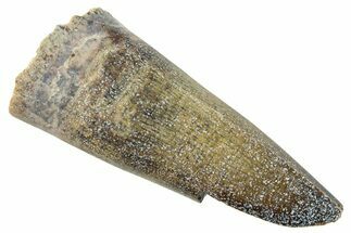 Dinosaur-Eating Crocodile (Sarcosuchus) Tooth - Niger #282114