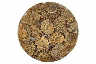 Composite Plate Of Agatized Ammonite Fossils #281934