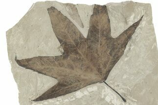 Fossil Sycamore (Macginitiea) Leaf - Utah #282363