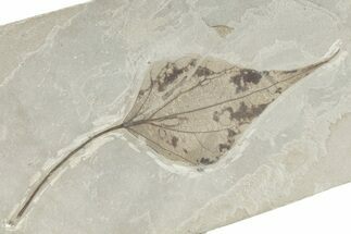 Fossil Poplar (Populus) Leaf - Green River Formation, Utah #282365