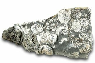 Ammonite (Promicroceras) Cluster - Marston Magna, England #282033