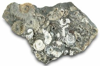 Ammonite (Promicroceras) Cluster - Marston Magna, England #282051