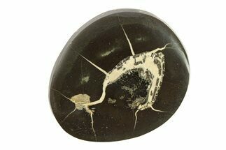 Polished Fish Coprolite (Fossil Poo) Nodule Half - Scotland #282258