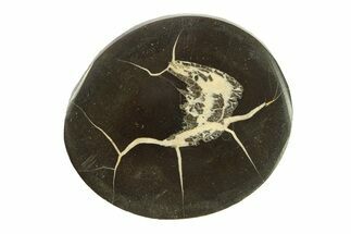 Polished Fish Coprolite (Fossil Poo) Nodule Half - Scotland #282259