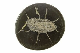 Polished Fish Coprolite (Fossil Poo) Nodule Half - Scotland #282334