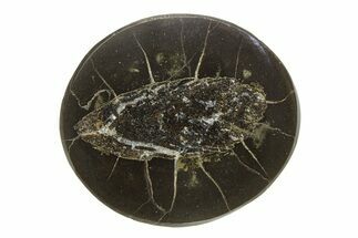 Polished Fish Coprolite (Fossil Poo) Nodule Half - Scotland #282338