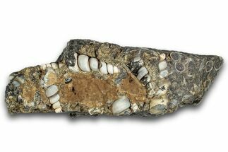 Fossil Freshwater Snails (Elimia) In Limestone - Wyoming #282174