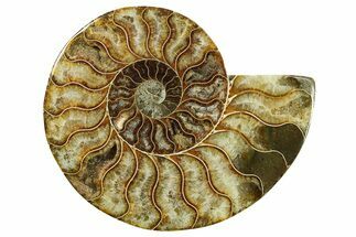 Cut & Polished Ammonite Fossil (Half) - Madagascar #282585