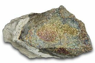 Iridescent Rainbow Pyrite In Septarian Nodule - Russia #282534