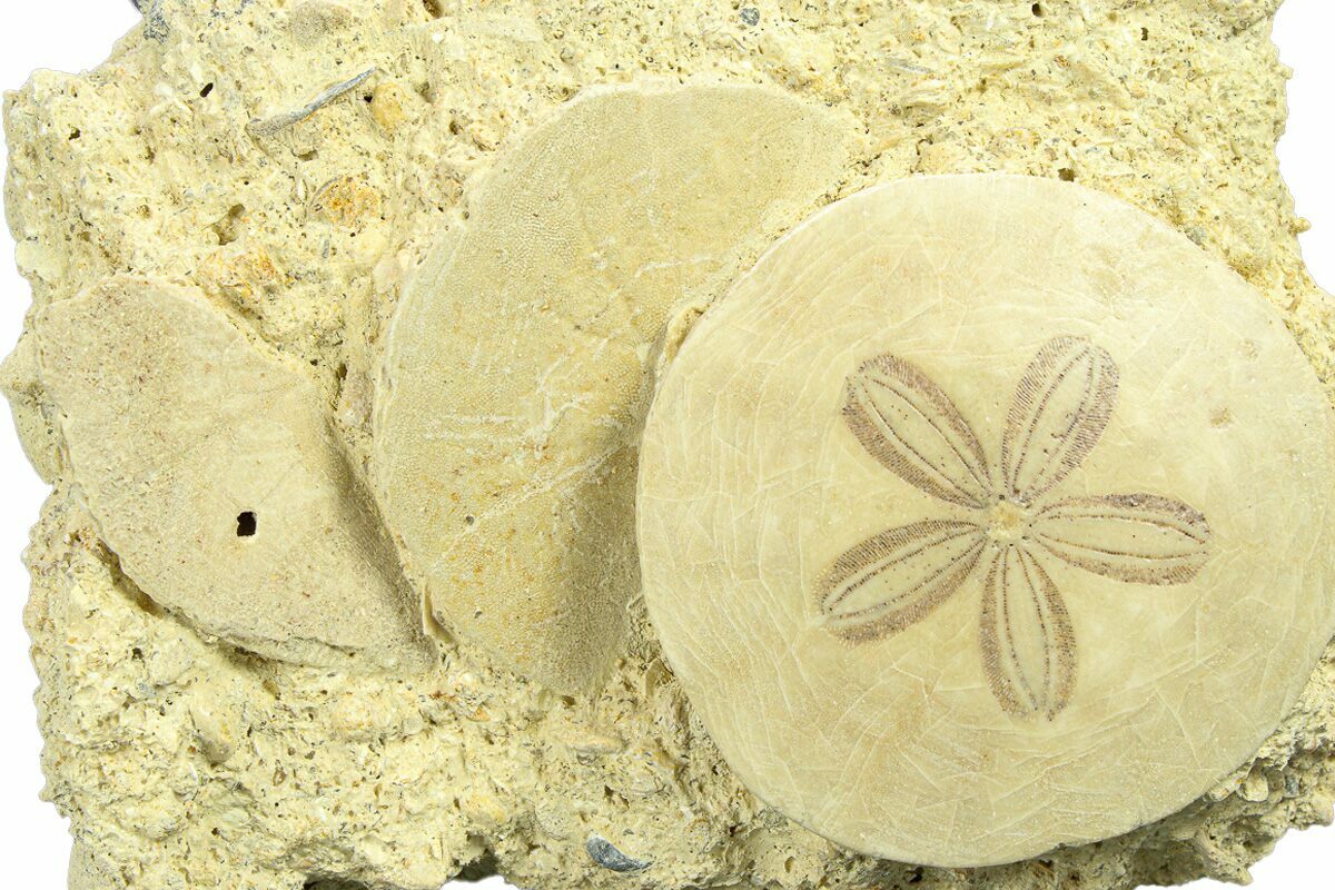 Three Fossil Sand Dollars - France (#282676) For Sale - FossilEra.com