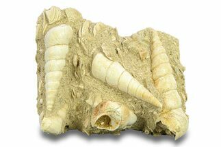 Fossil Gastropod (Haustator) Cluster - Damery, France #282679
