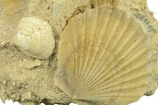 Fossil Pecten (Scallops) Cluster - Gironde, France #282687