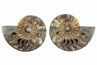 Cut & Polished, Crystal-Filled Ammonite Fossil - Madagascar #282587