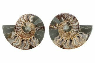 Cut & Polished, Crystal-Filled Ammonite Fossil - Madagascar #282589