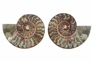 Cut & Polished, Crystal-Filled Ammonite Fossil - Madagascar #282590