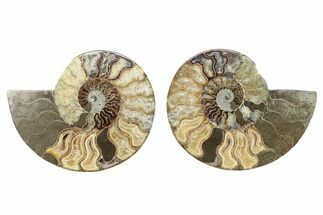 Cut & Polished, Crystal-Filled Ammonite Fossil - Madagascar #282592
