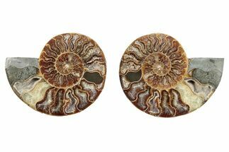 Cut & Polished, Crystal-Filled Ammonite Fossil - Madagascar #282648