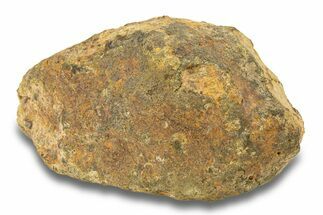 Gold Basin Chondrite Meteorite ( g) - Arizona #282775