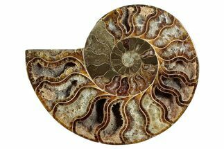 Cut & Polished Ammonite Fossil (Half) - Madagascar #282612