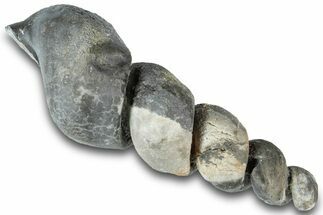 Devonian Fossil Gastropod Internal Mold - Issoumour, Morocco #282736