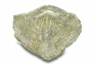 Pyrite-Replaced Brachiopod (Paraspirifer) Fossil - Ohio #282906