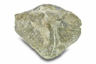 Pyrite-Replaced Brachiopod (Paraspirifer) Fossil - Ohio #282909