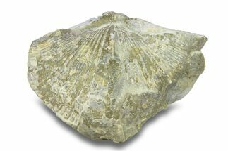 Pyrite-Replaced Brachiopod (Paraspirifer) Fossil - Ohio #282910