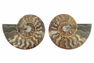Cut & Polished, Crystal-Filled Ammonite Fossil - Madagascar #282670
