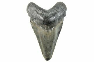 Serrated, Juvenile Megalodon Tooth - South Carolina #275857