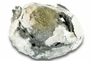 Fossil Clam (Mercenaria) - Rucks Pit, FL #280494