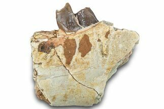 Fossil Running Rhino (Subhyracodon) Jaw Section - South Dakota #281700