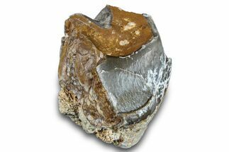 Fossil Titanothere (Megacerops) Partial Tooth - Nebraska #281715