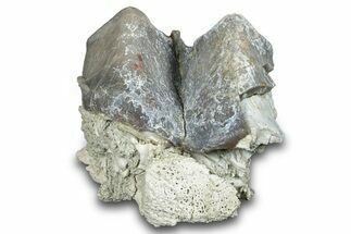 Fossil Titanothere (Megacerops) Partial Molar - Nebraska #281725